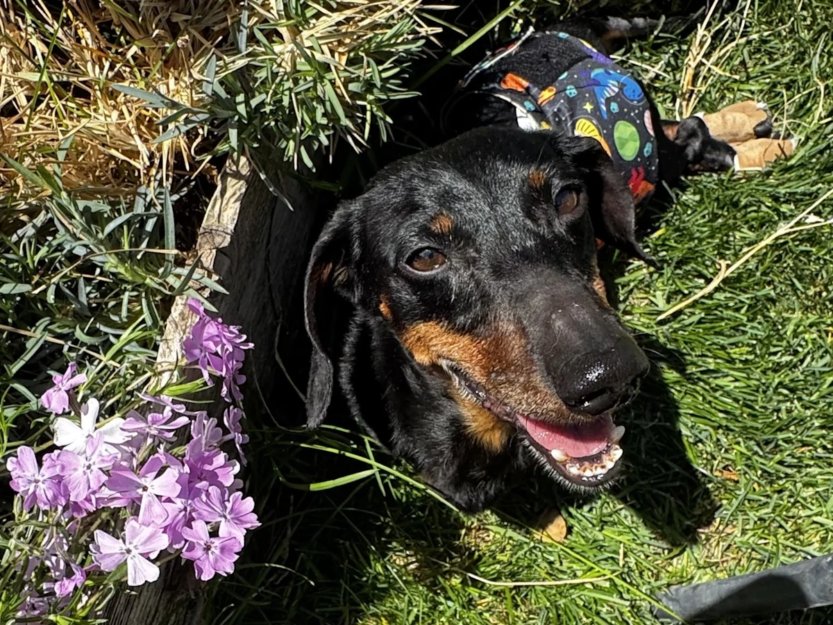 Frankie, black and tan short haired dachshund, IVDD warrior