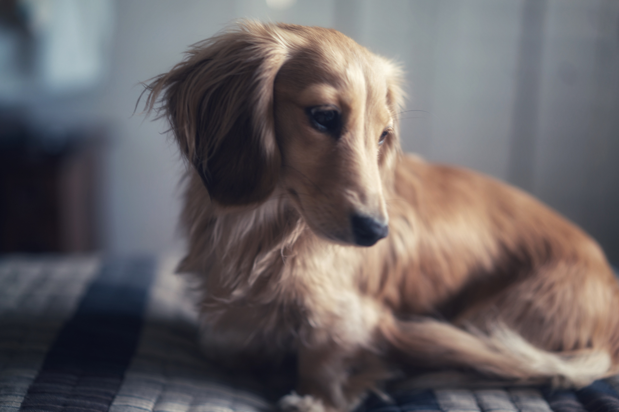 A long-haired dachshund puppy happily curls on her bed.
