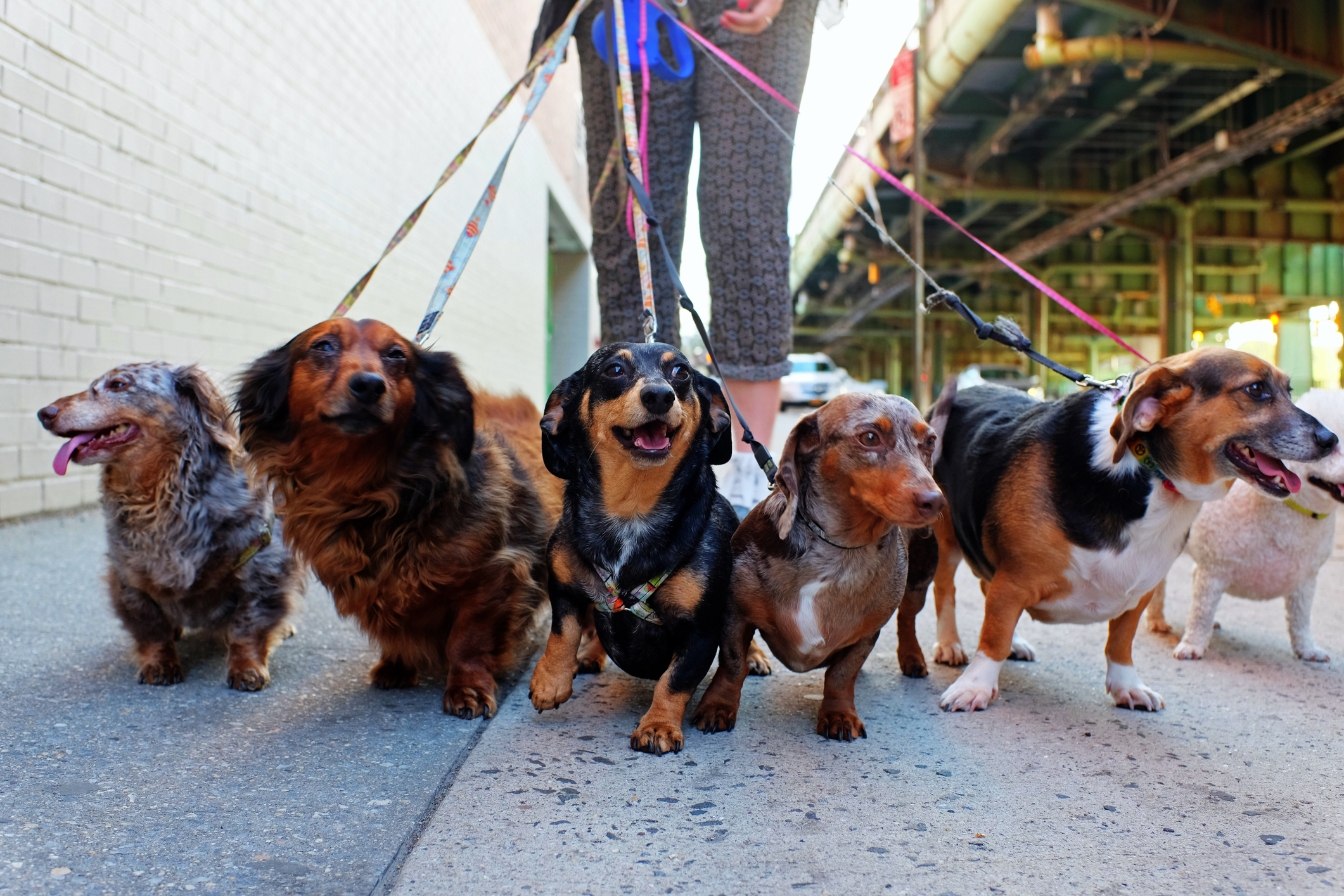 Six dogs going for a walk, dachshunds and doxie-mixes.